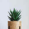 Zebra Haworthia