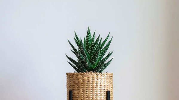 Zebra Haworthia
