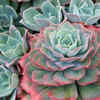 Echeveria