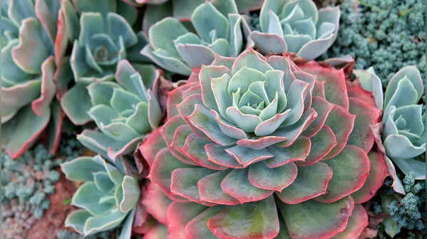 Echeveria