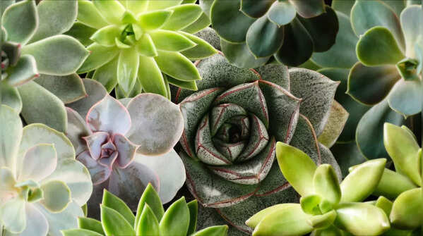 10 succulents that are easy to maintain and look as beautiful as a bouquet