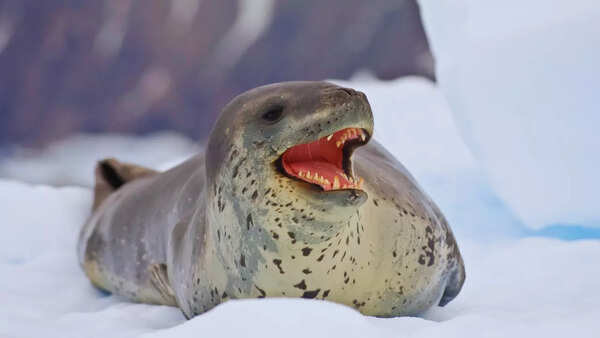 Seal