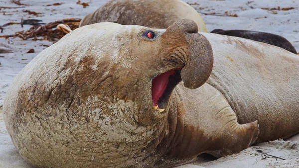 Seal