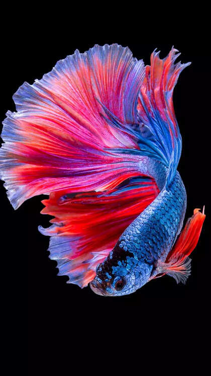 8 beautiful fish perfect for nano tanks