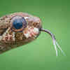 Article image for: The downward-looking tree snake