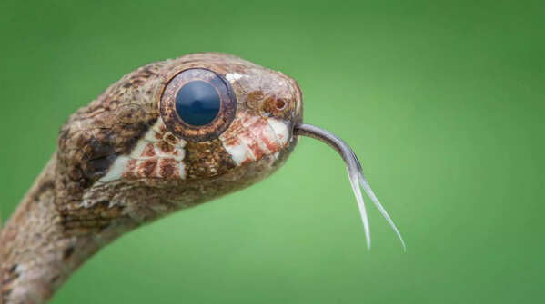 The downward-looking tree snake