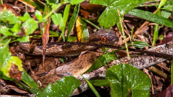 The small snake with big eyes