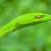 The fast-moving whip snake