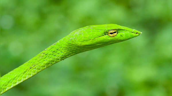 The fast-moving whip snake