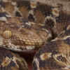 The cat-eyed viper