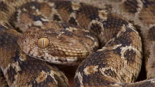 The cat-eyed viper