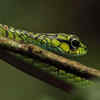 The green tree snake that sees it all