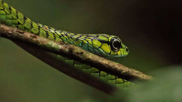 The green tree snake that sees it all