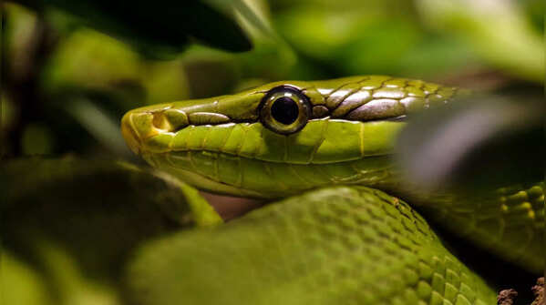 Snakes with the most hypnotising eyes