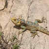 Earless Lizards