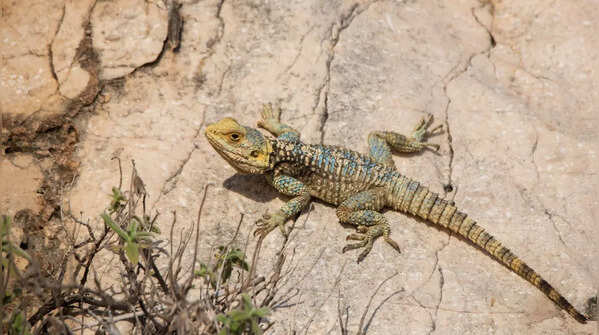 Earless Lizards