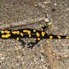 Salamanders