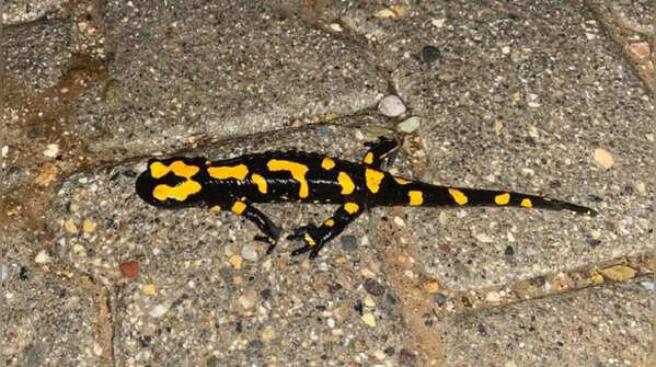 Salamanders