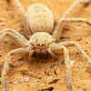 Spiders