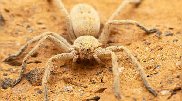 Spiders