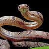 Snakes