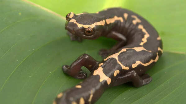 5 earless animals with extraordinary hearing abilities