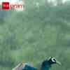 Article image for: Peacock Soaks In Monsoon Rains In <i class="tbold">Rajasthan</i>