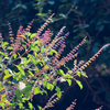 5. Plucking Tulsi or other sacred plants