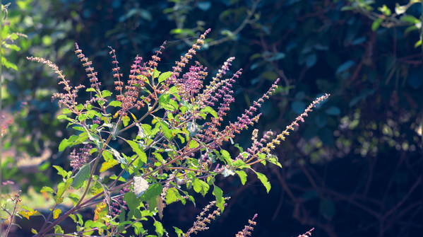 5. Plucking Tulsi or other sacred plants