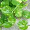 Money plant (Devil’s ivy)