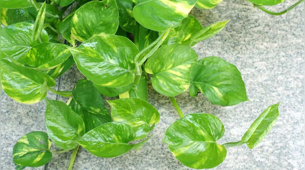 Money plant (Devil’s ivy)
