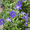 Clematis