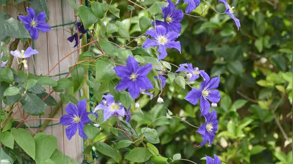 Clematis