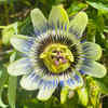 Passionflower (Passiflora)