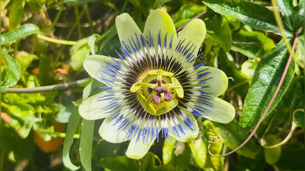 Passionflower (Passiflora)