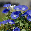 Morning glory