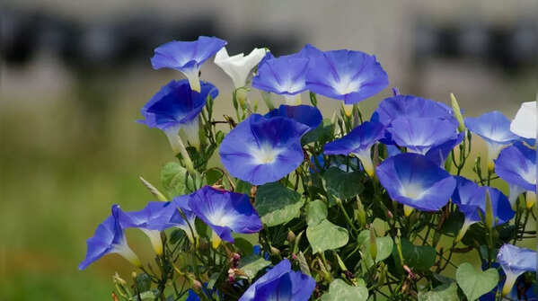 Morning glory