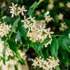 Jasmine (Mogra or star jasmine)