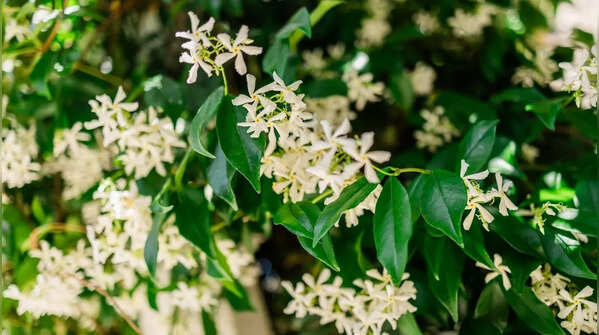Jasmine (Mogra or star jasmine)