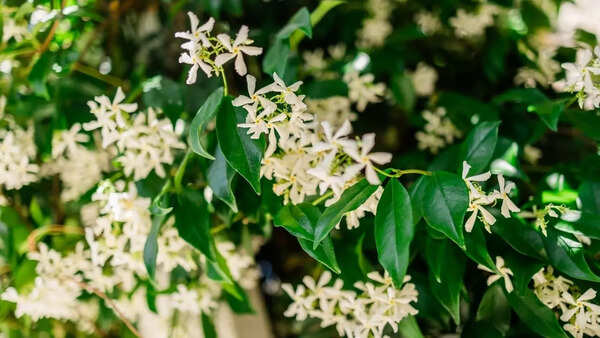 Jasmin