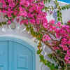 Bougainvillea