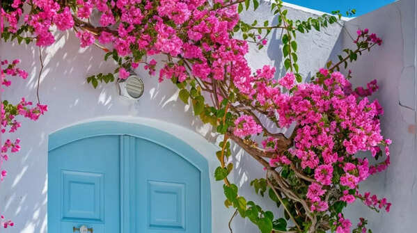 Bougainvillea