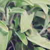 Sage