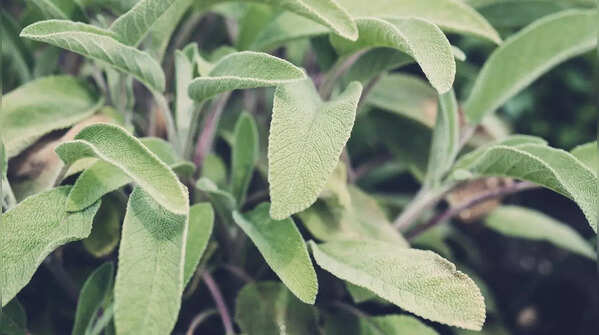 Sage