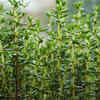 Thyme