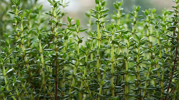 Thyme