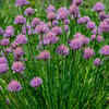Chives