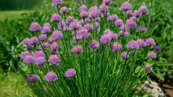 Chives