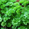 Parsley