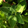 Article image for: <i class="tbold">mint</i>